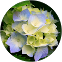 Saira Rodriguez profile picture